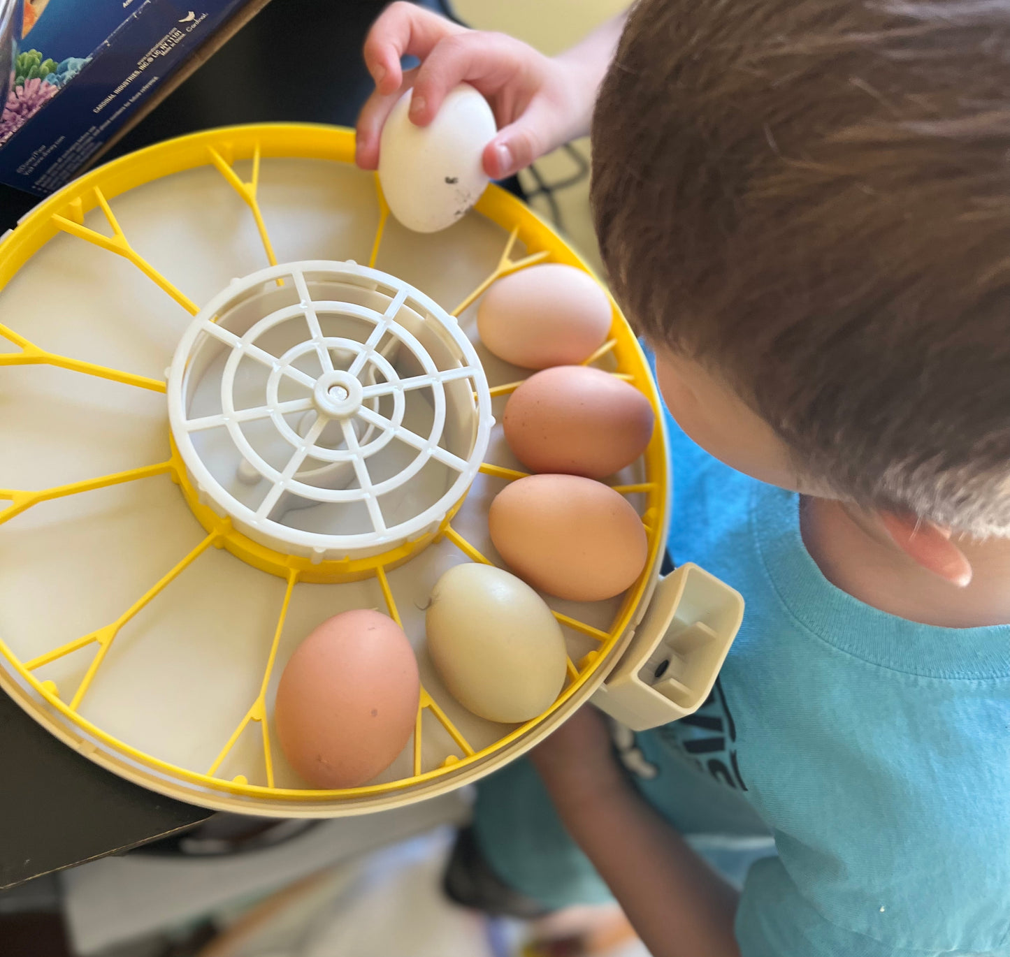 Hatch a Chick or Duck Program