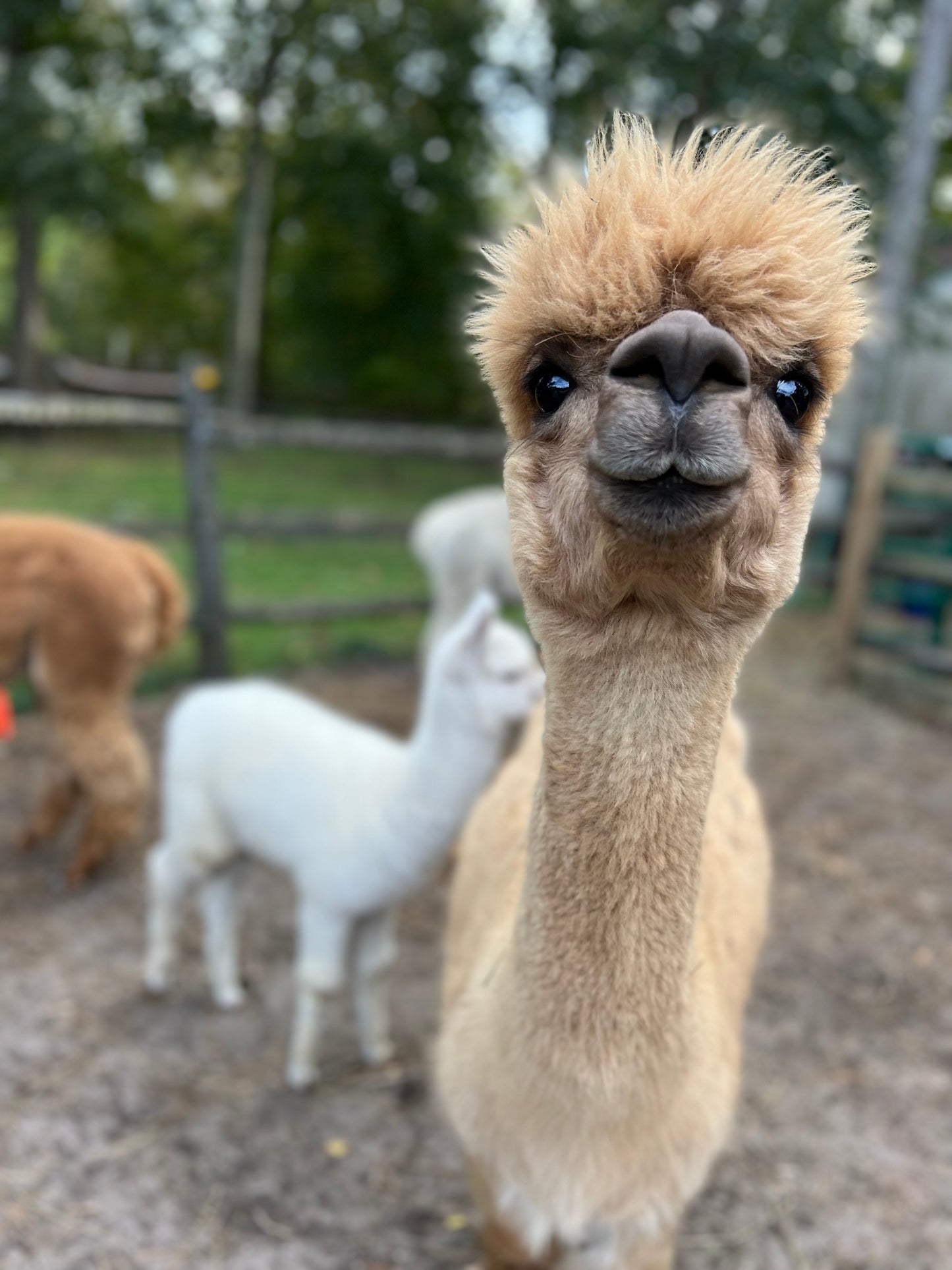 Alpaca Sponsorship 2025