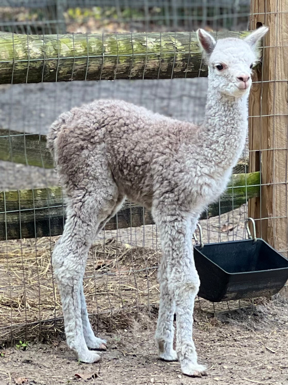 Alpaca Sponsorship 2025