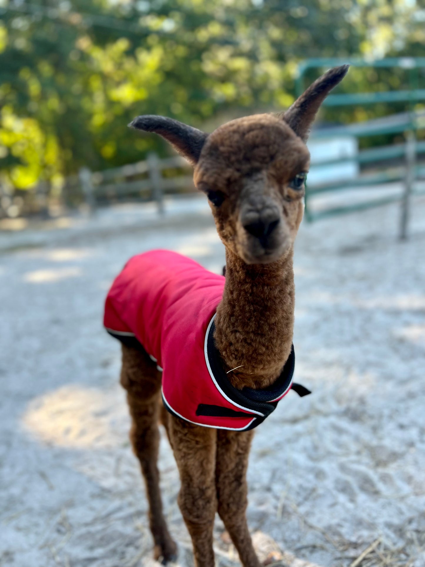 Alpaca Sponsorship 2025
