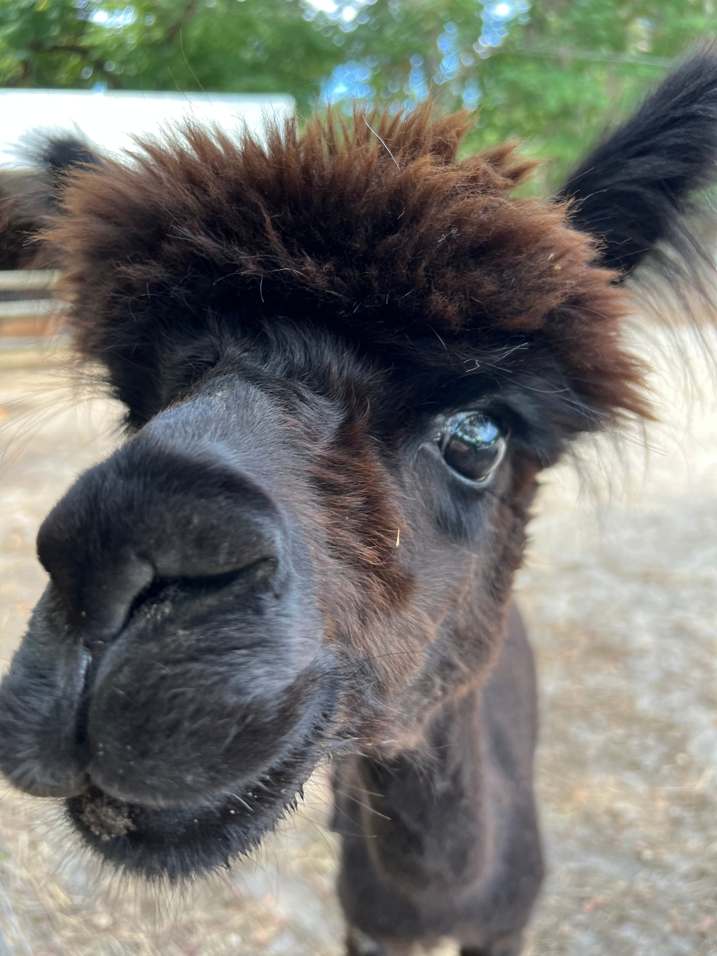Alpaca Sponsorship 2025