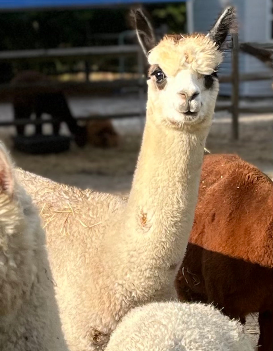 Alpaca Sponsorship 2025