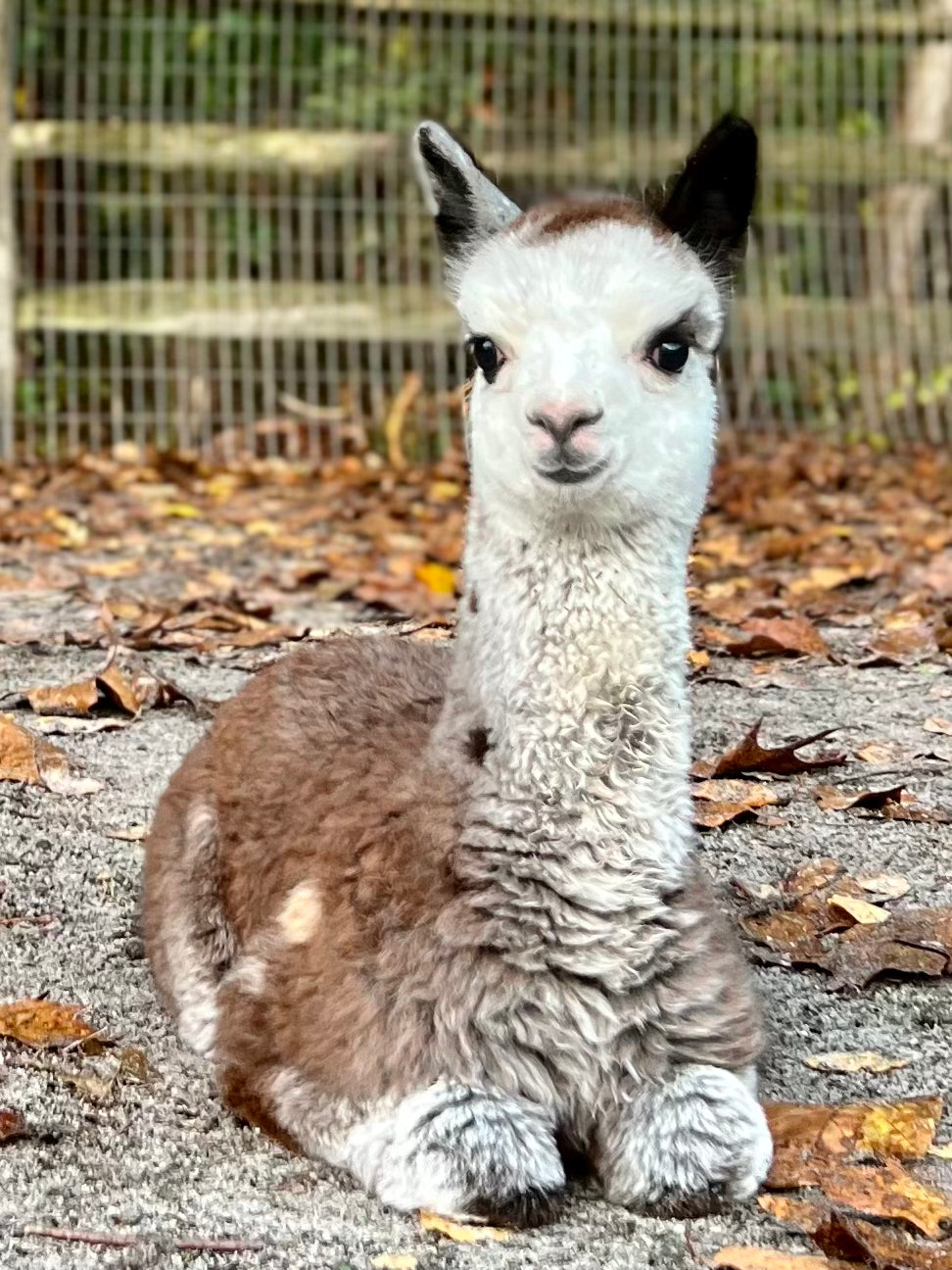 Alpaca Sponsorship 2025