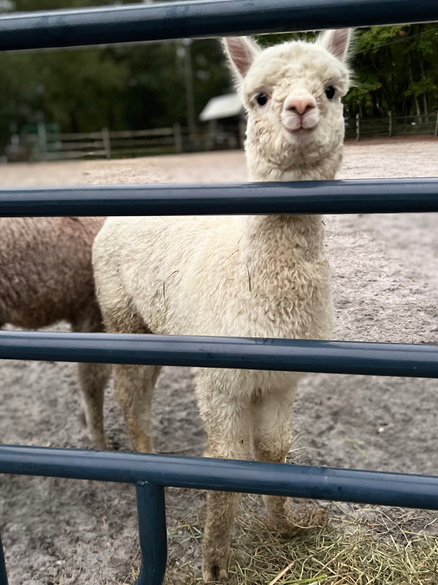 Alpaca Sponsorship 2025
