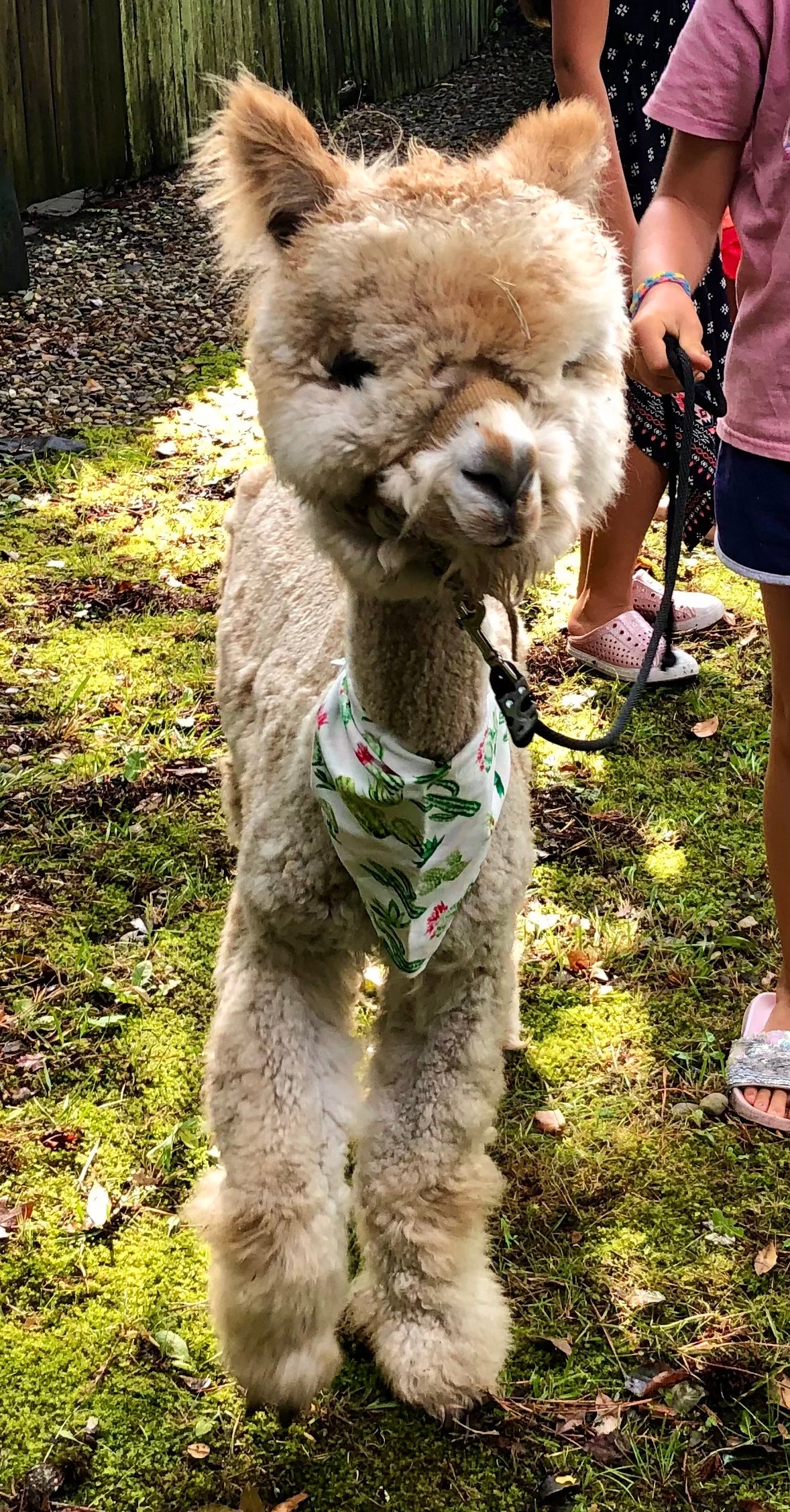 Alpaca Sponsorship 2025