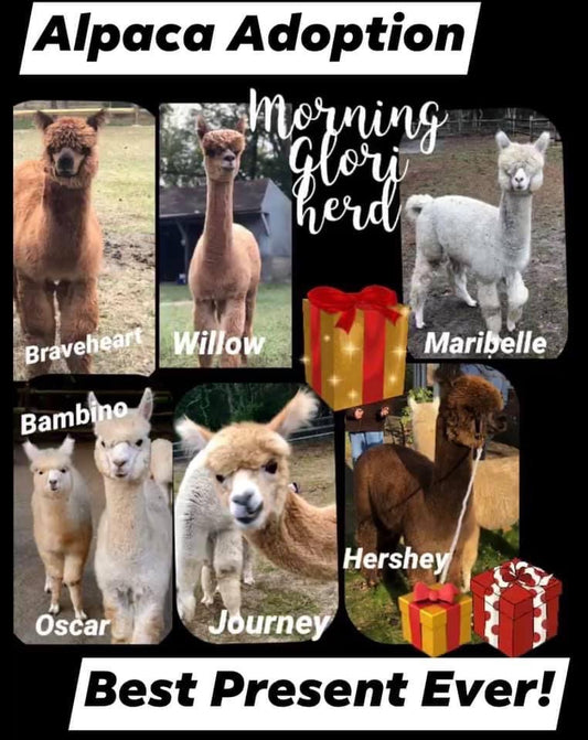 Alpaca Sponsorship 2025