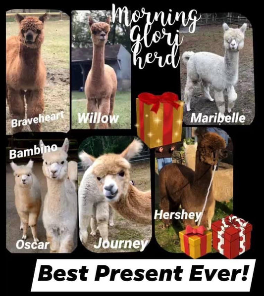 Alpaca Sponsorship 2026