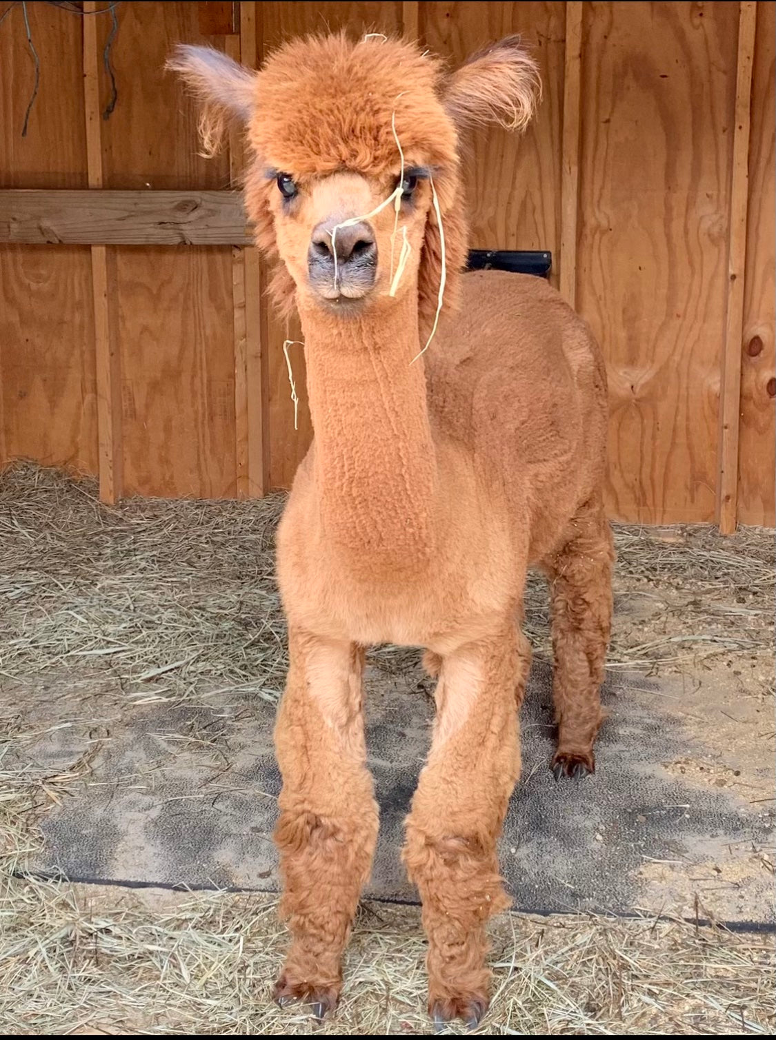 Alpaca Sponsorship 2025
