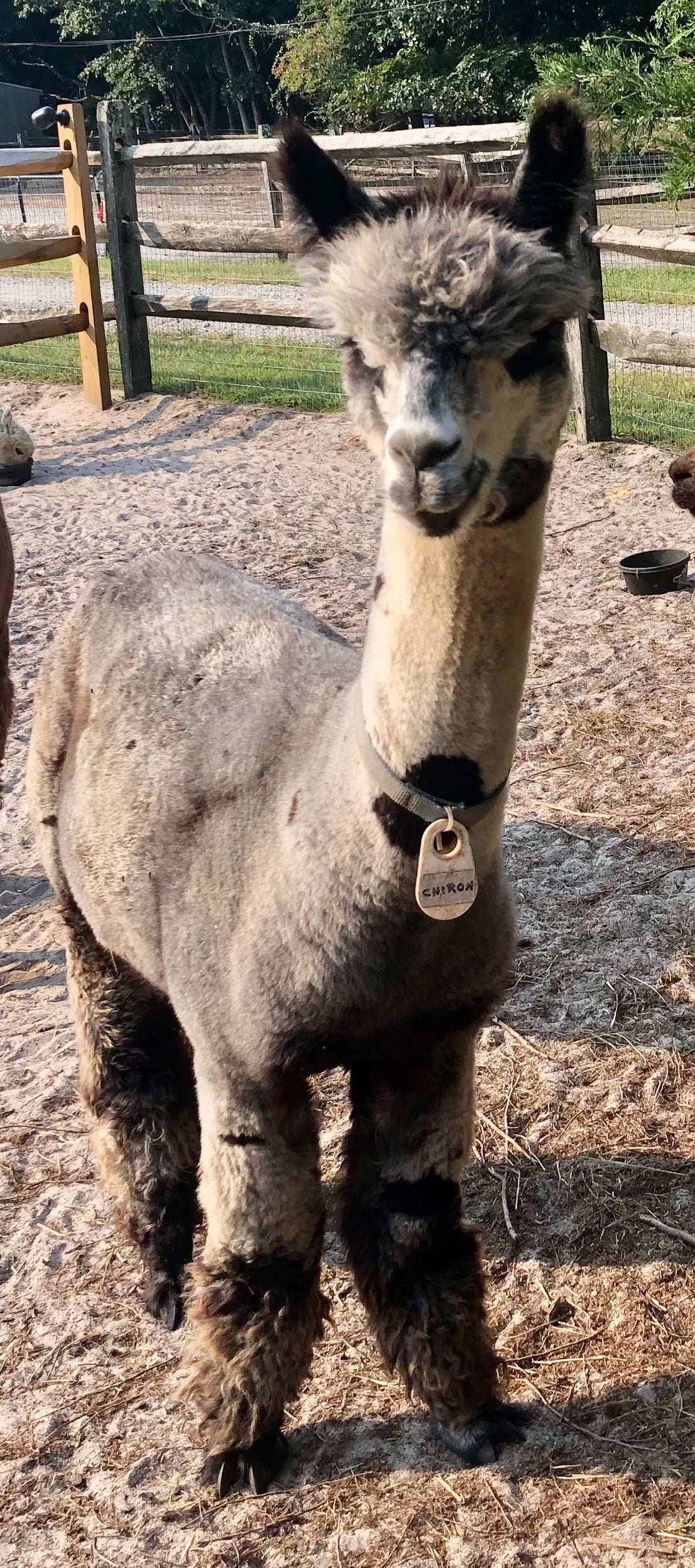 Alpaca Sponsorship 2025