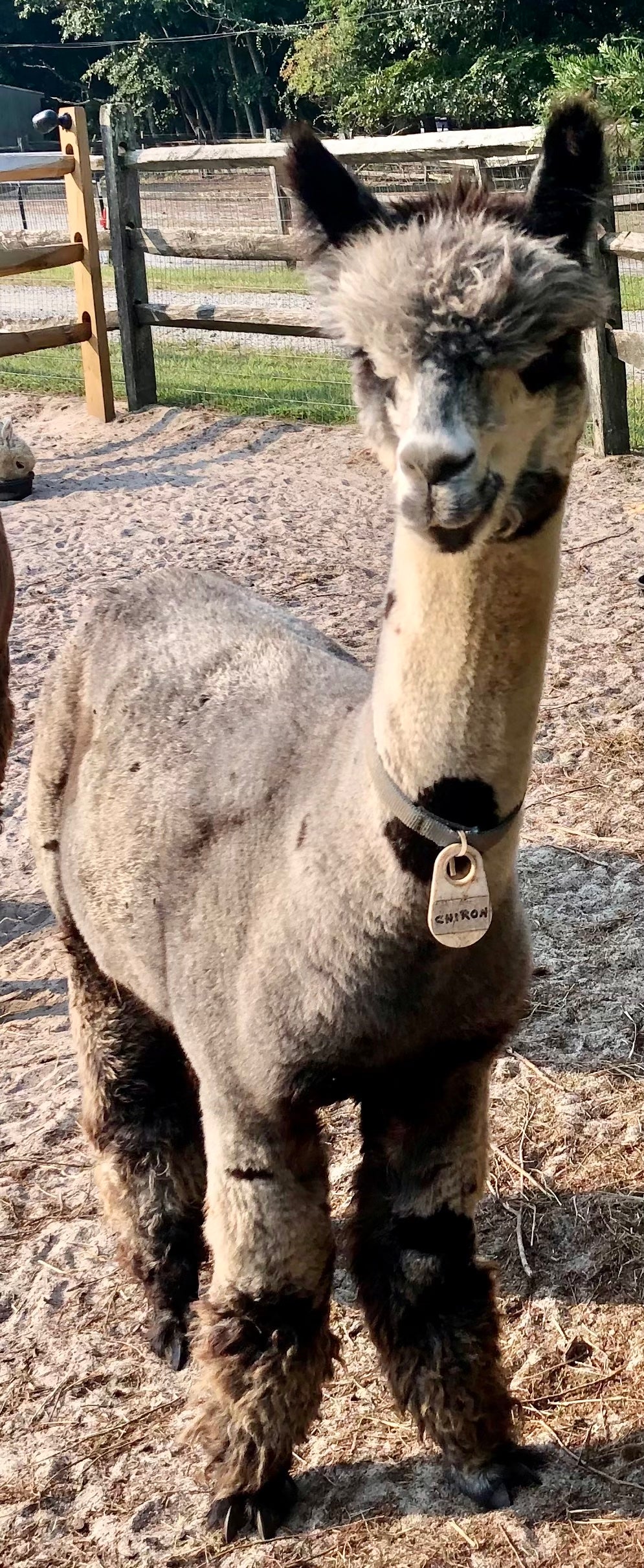 Alpaca Sponsorship 2025