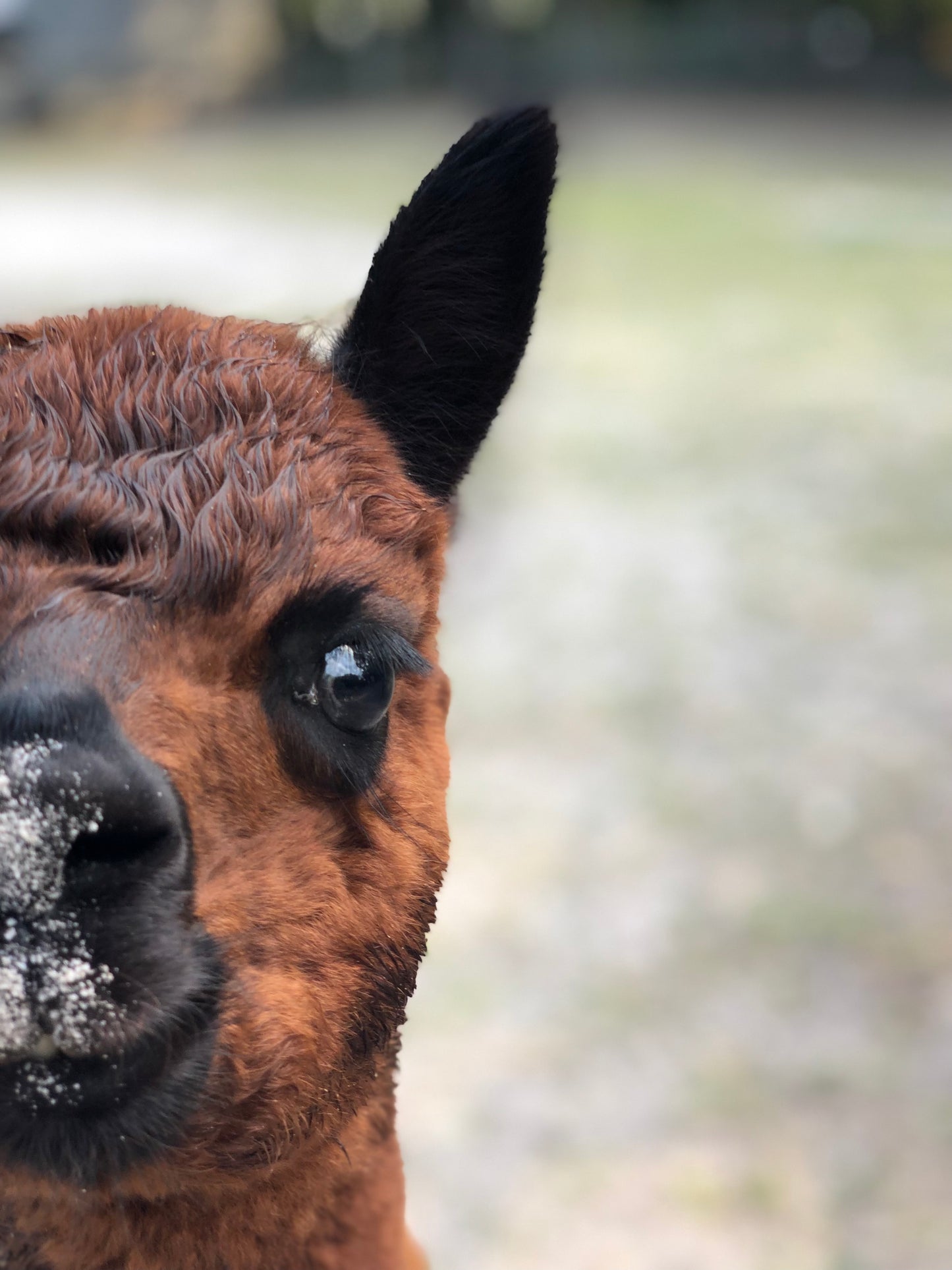 Alpaca Sponsorship 2025