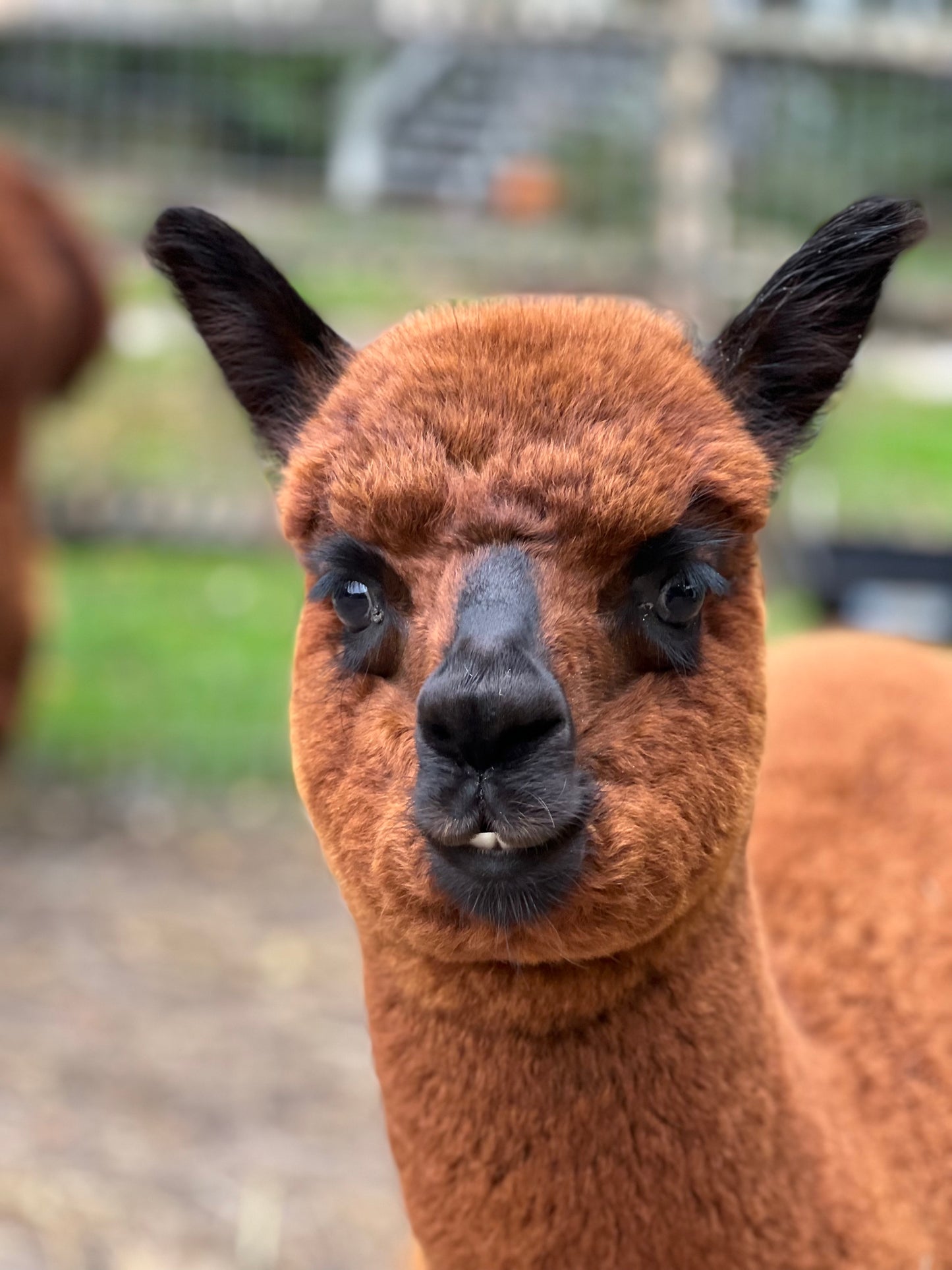 Alpaca Sponsorship 2025