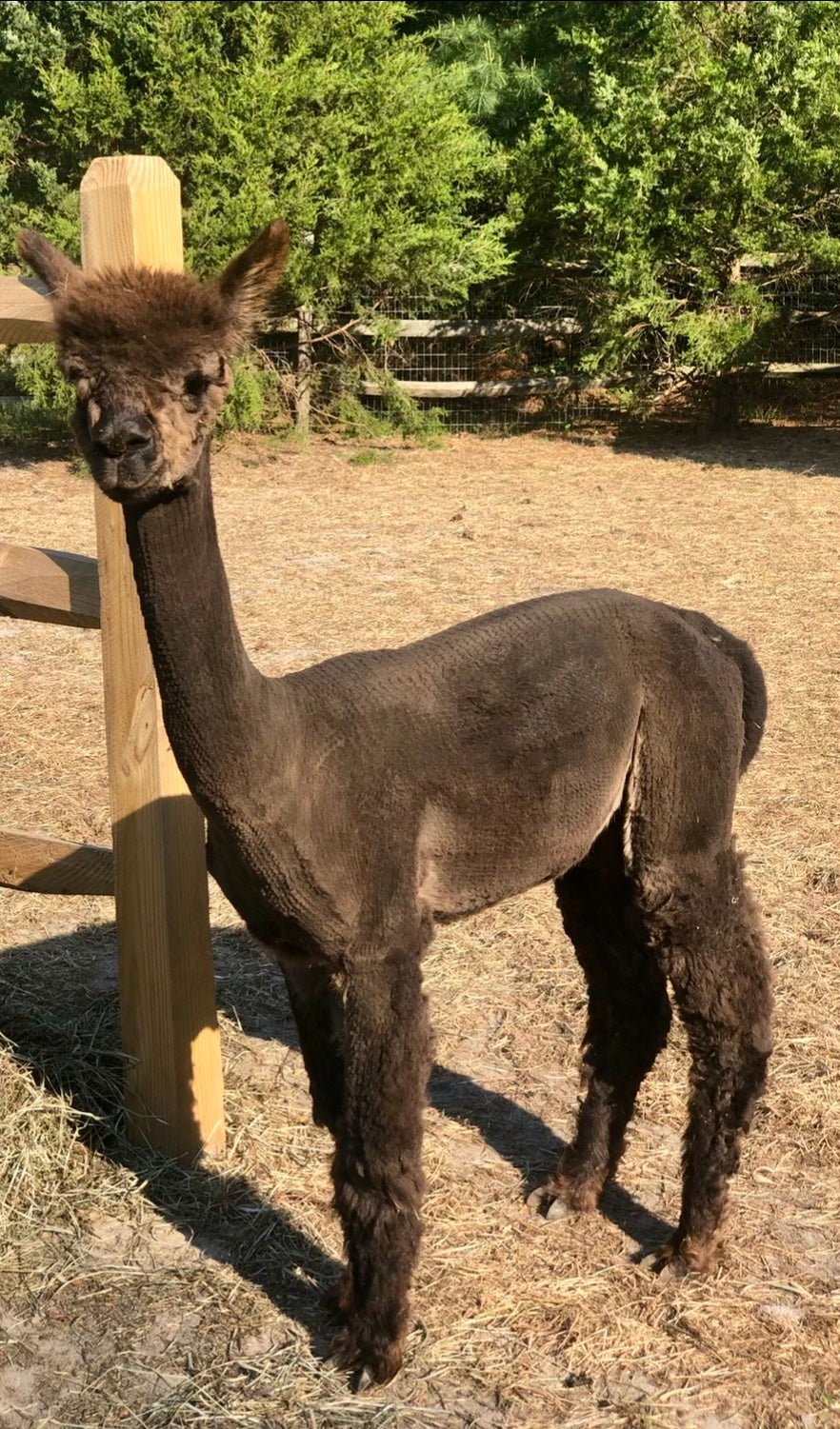 Alpaca Sponsorship 2025