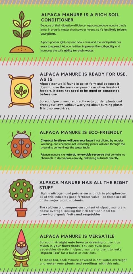 Alpaca Garden Gold