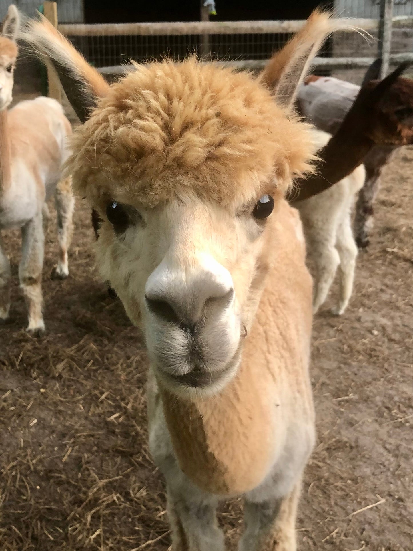 Alpaca Sponsorship 2025