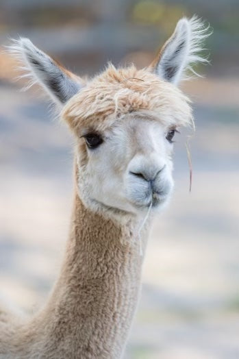 Alpaca Sponsorship 2025