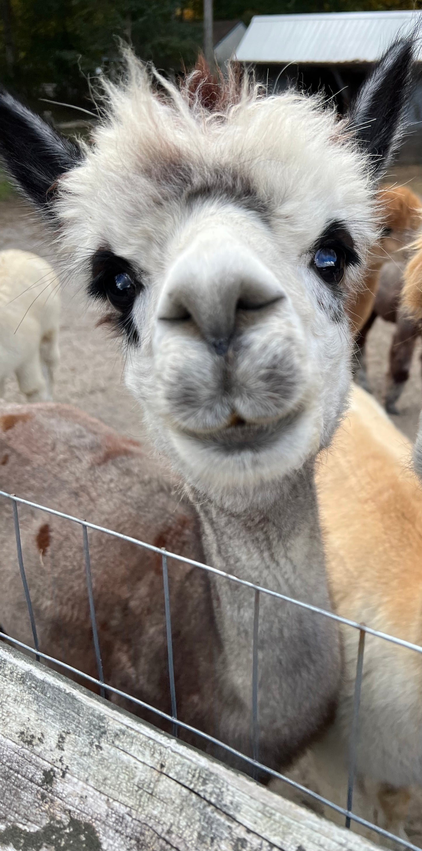 Alpaca Sponsorship 2025