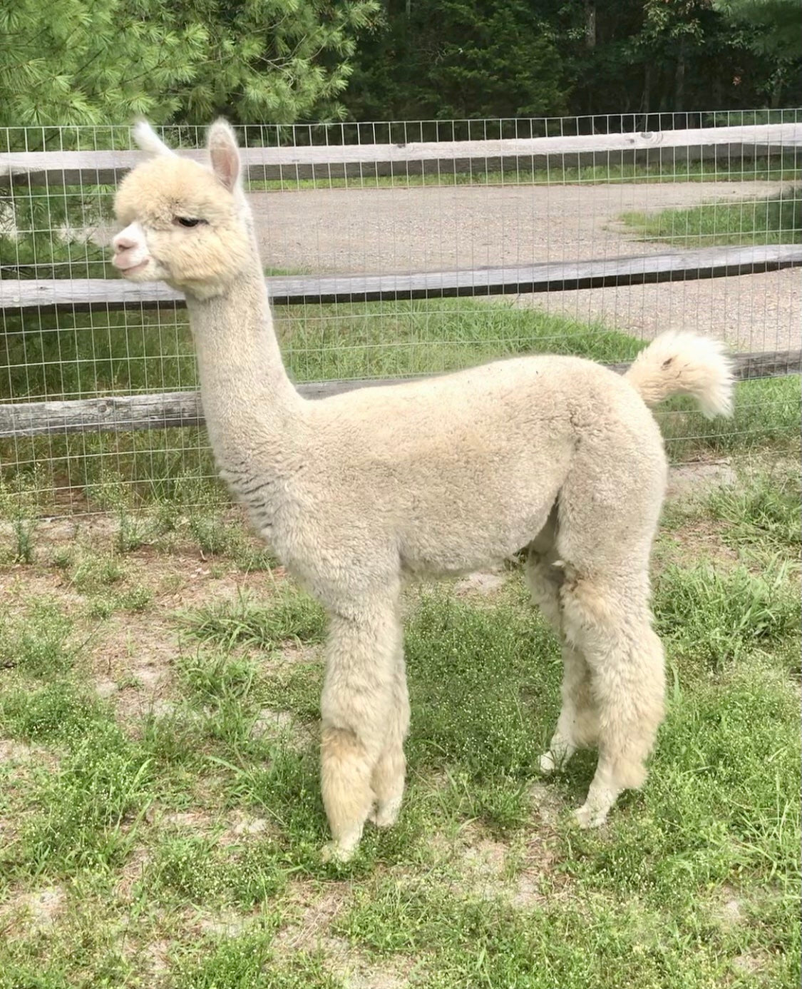 Alpaca Sponsorship 2025