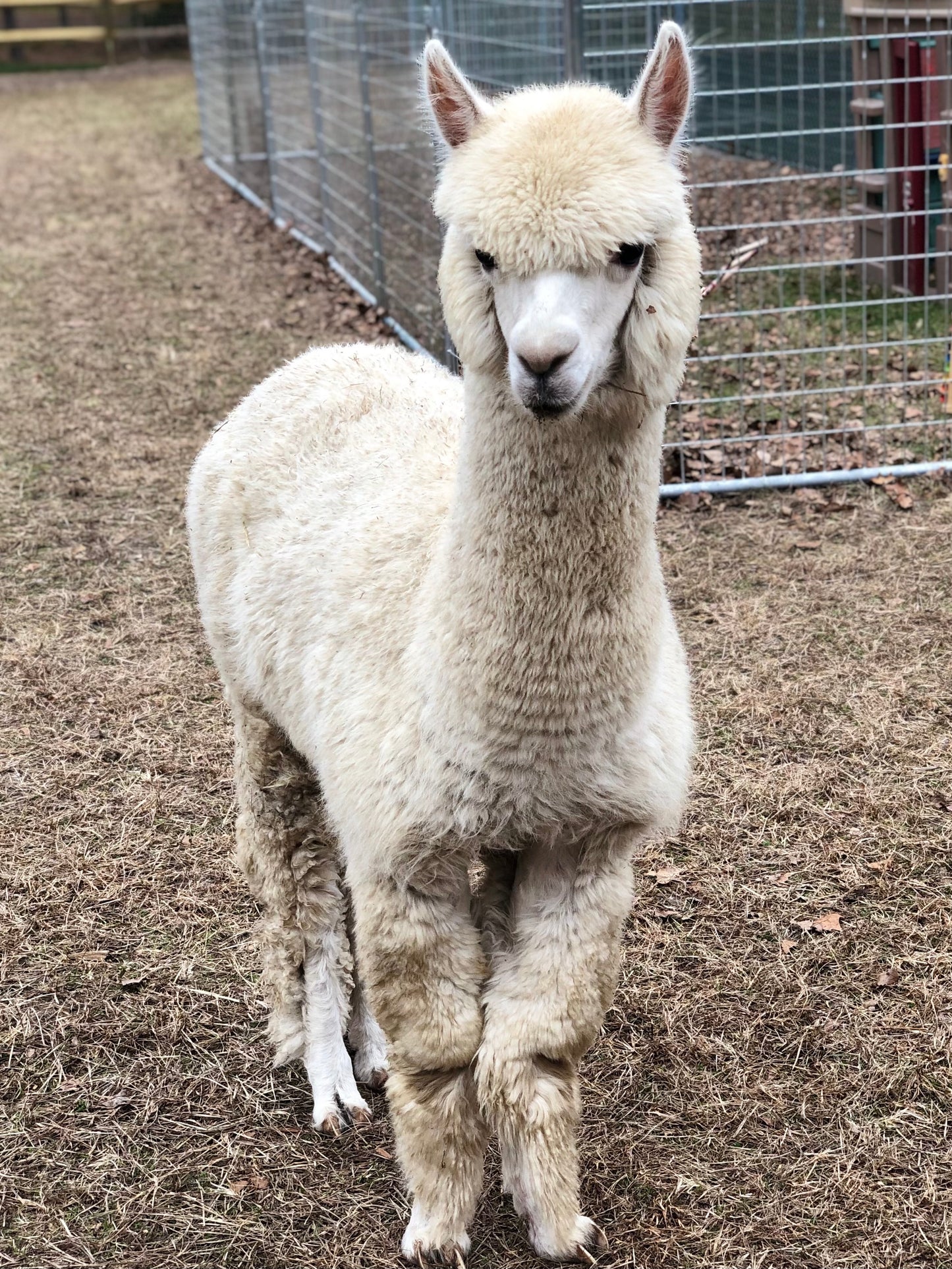 Alpaca Sponsorship 2025