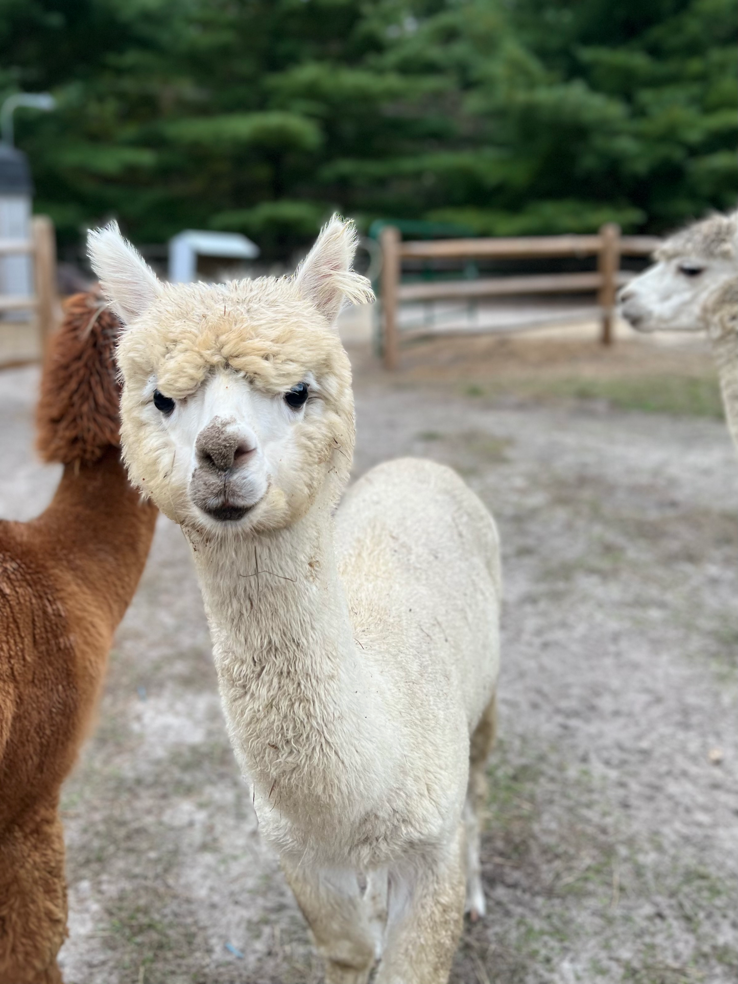 Alpaca Sponsorship 2025