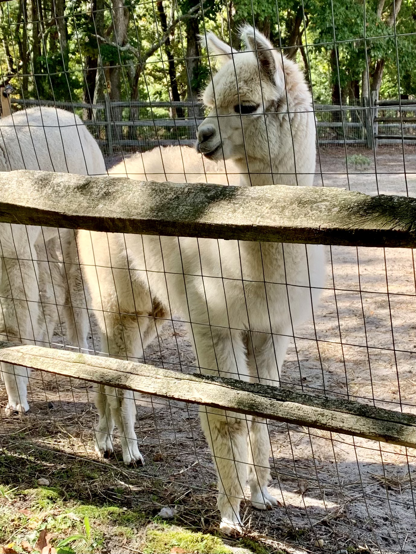 Alpaca Sponsorship 2025