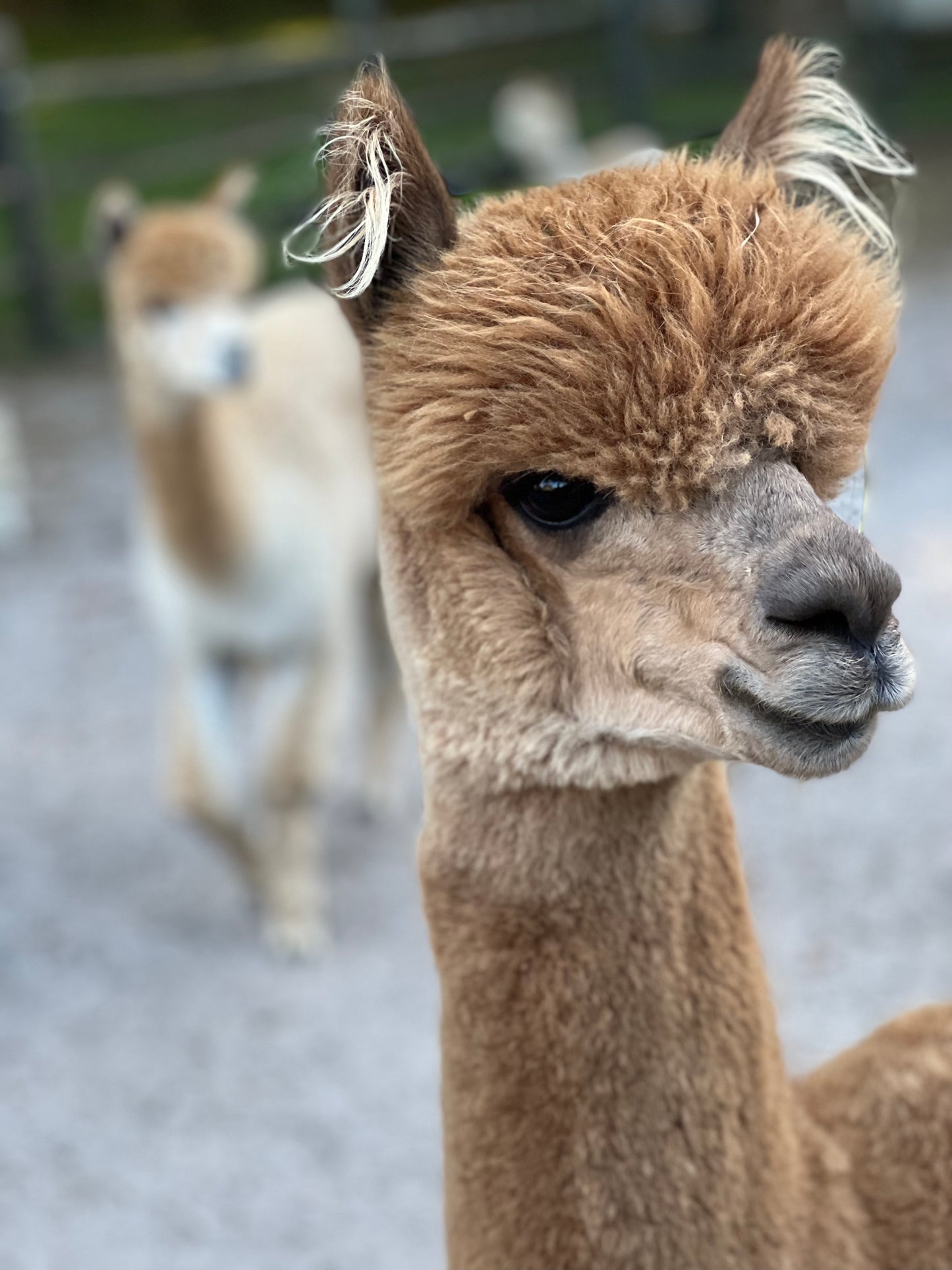 Alpaca Sponsorship 2025