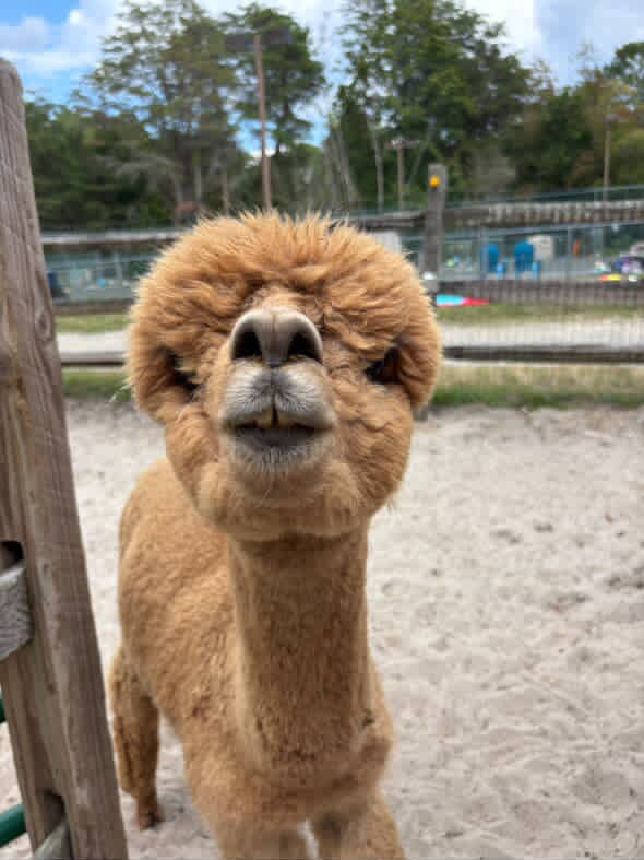 Alpaca Sponsorship 2026