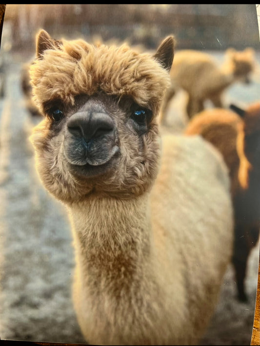 Alpaca and More Visit Balance