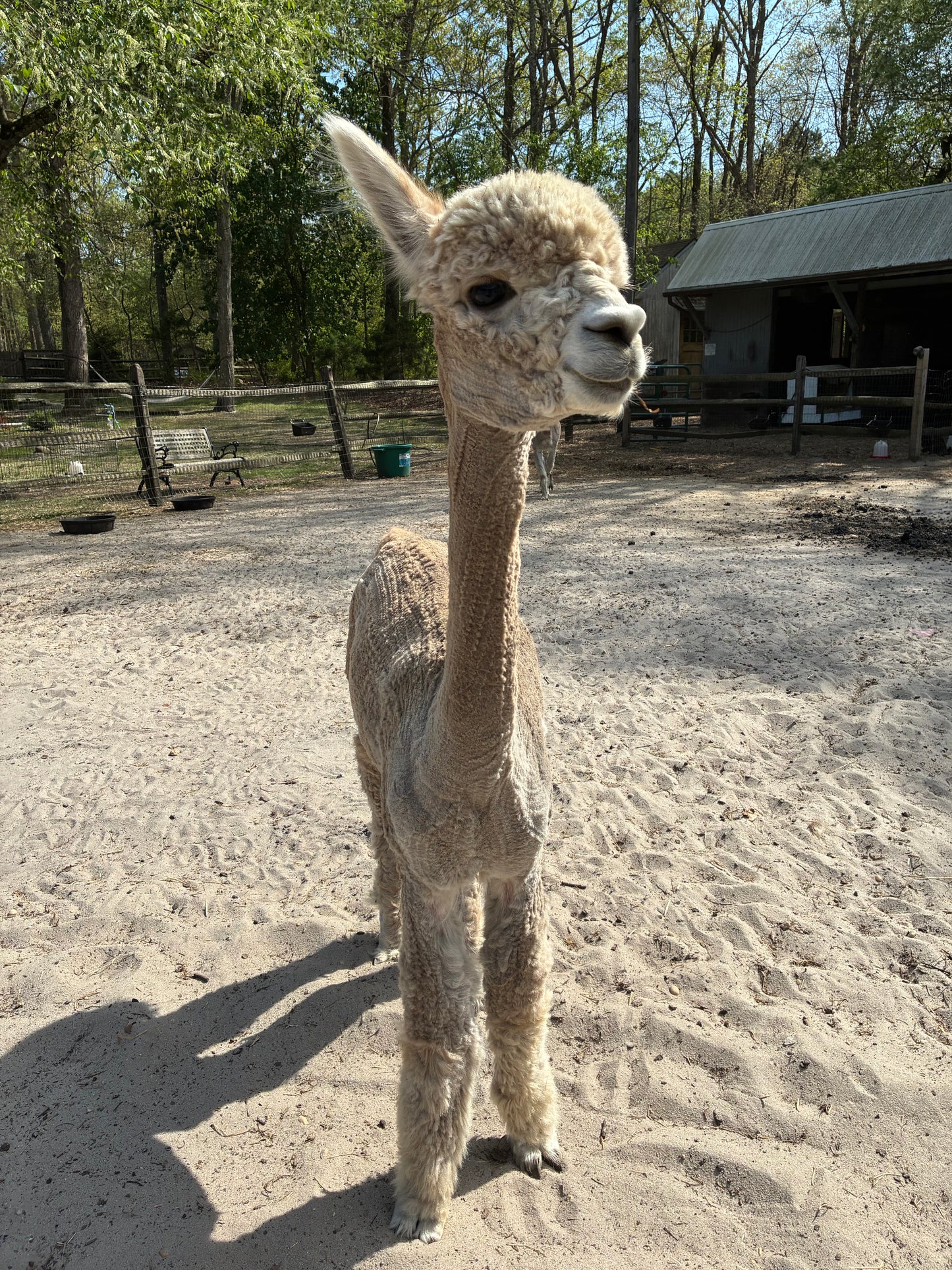 Alpaca Sponsorship 2026