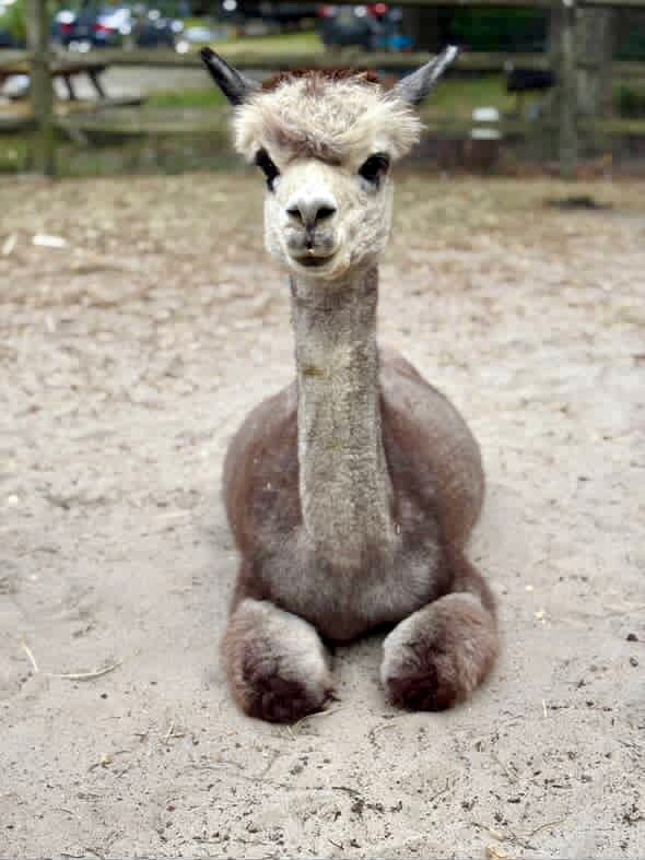 Alpaca Sponsorship 2026