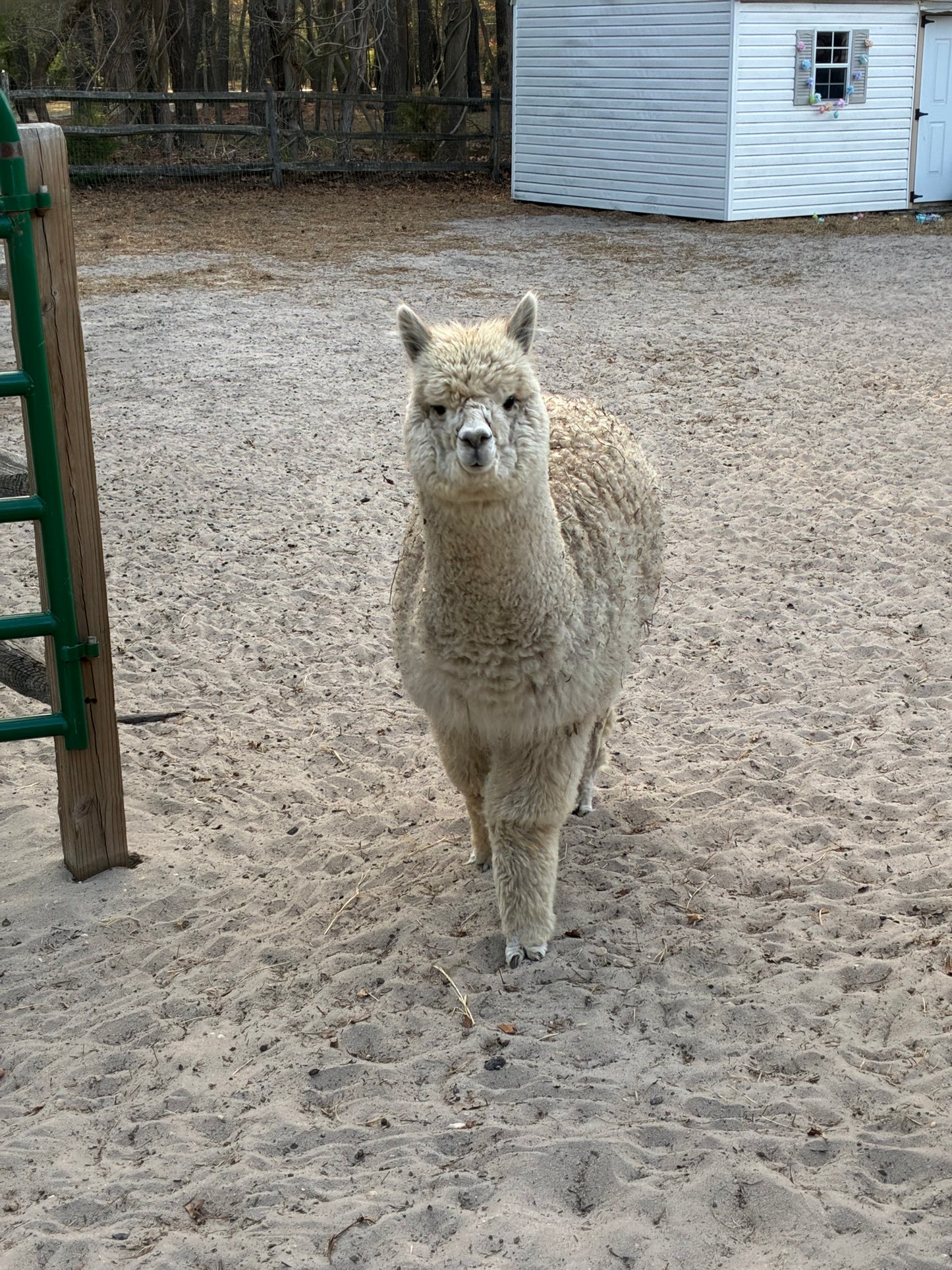 Alpaca Sponsorship 2026