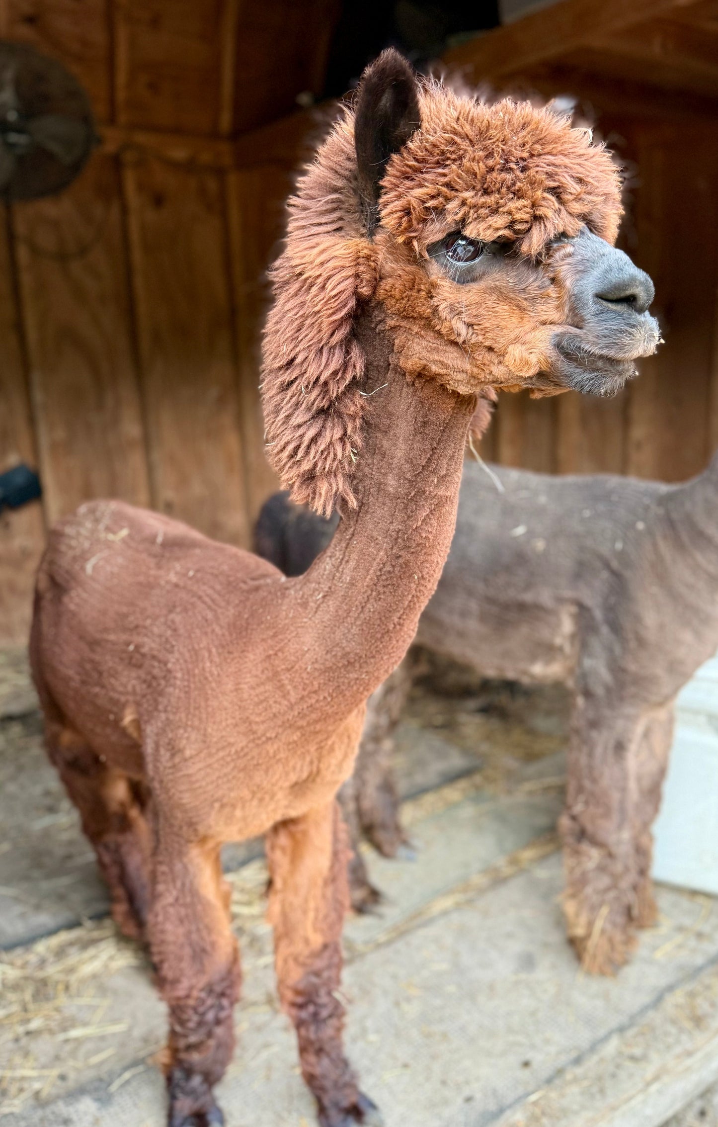 Alpaca Sponsorship 2026