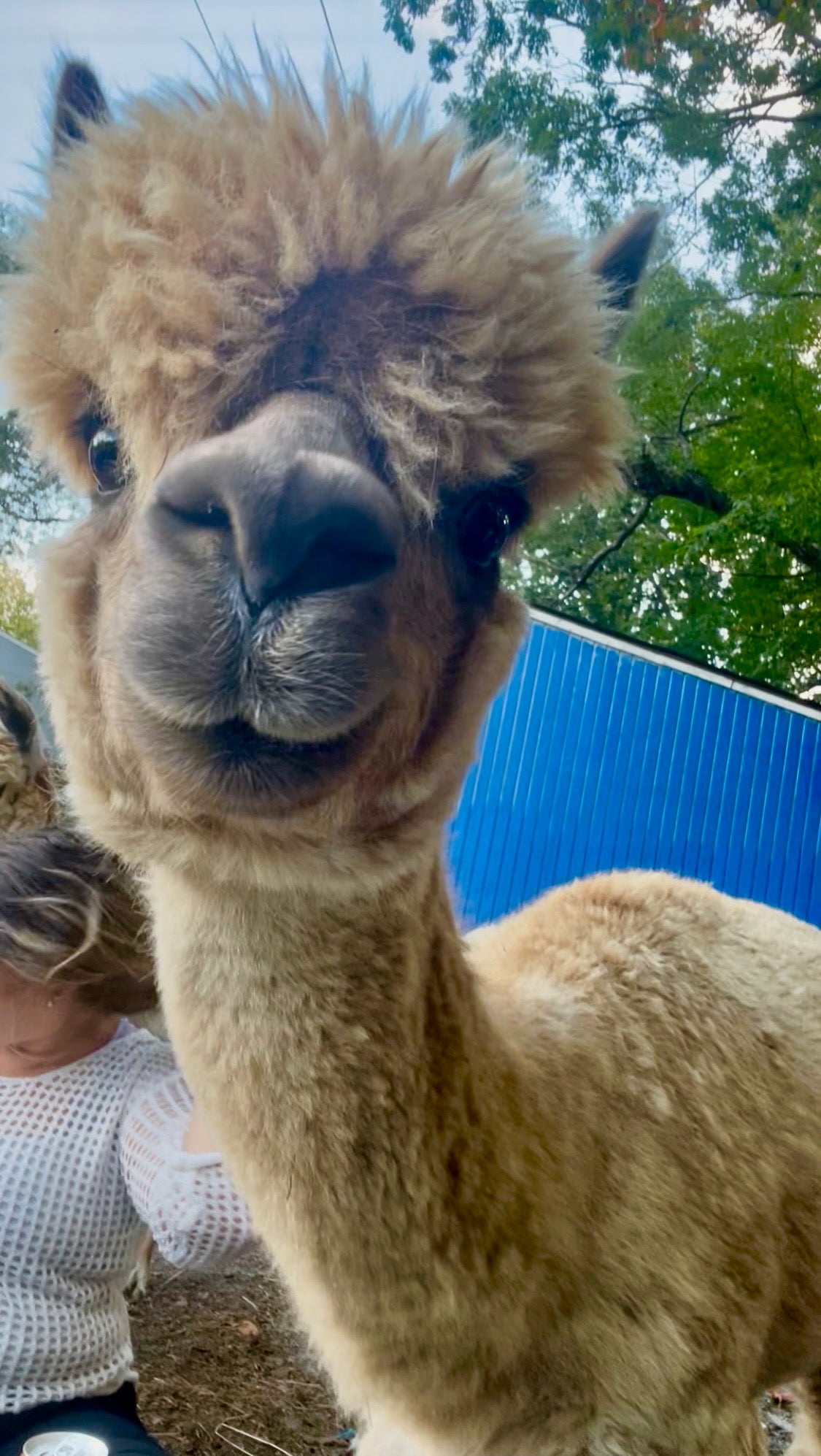 Alpaca Sponsorship 2026