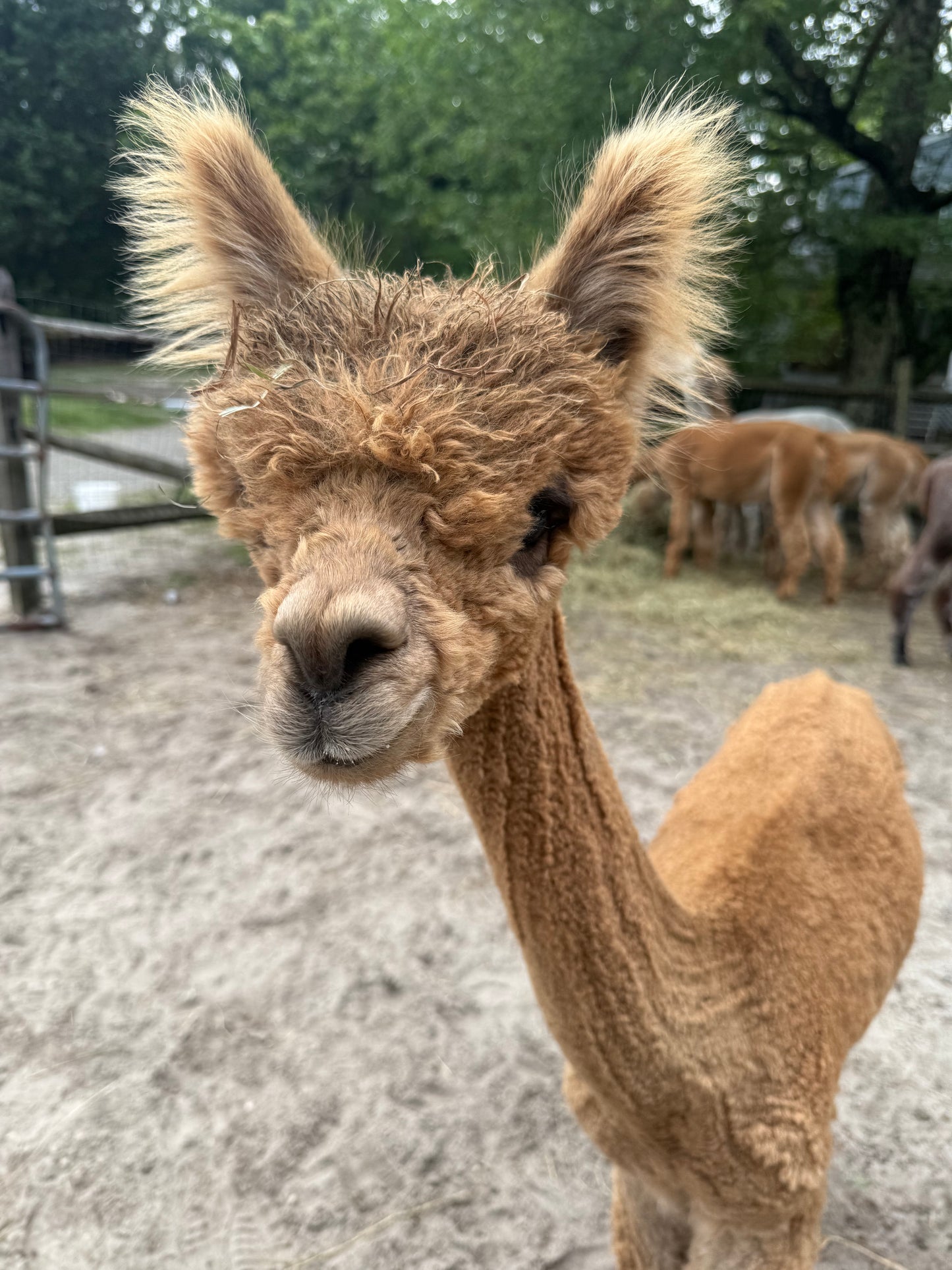 Alpaca Sponsorship 2026