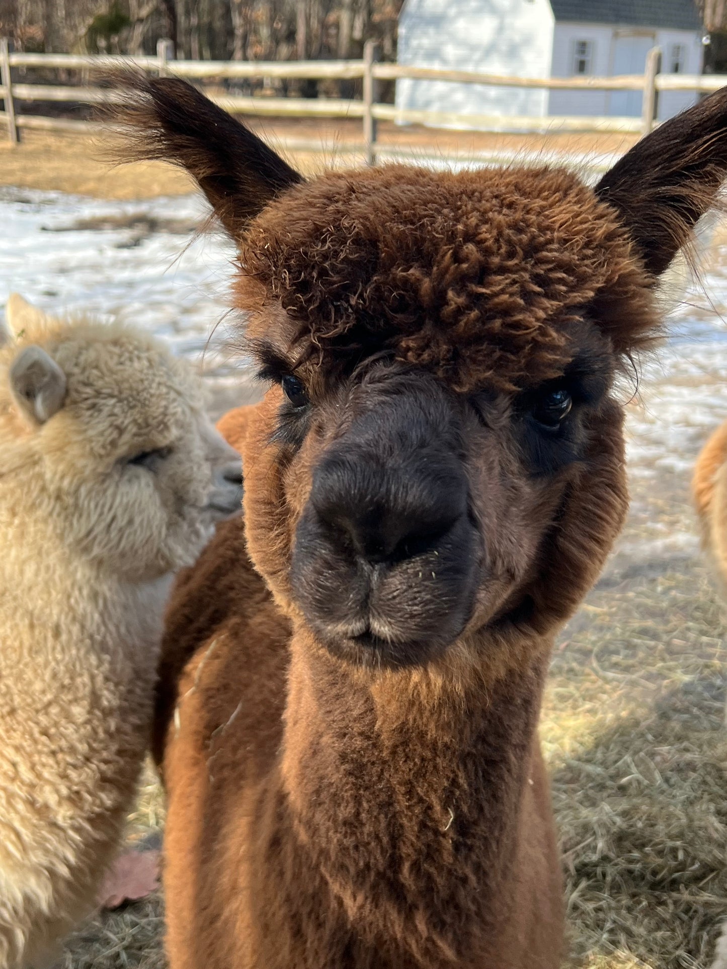 Alpaca Sponsorship 2026