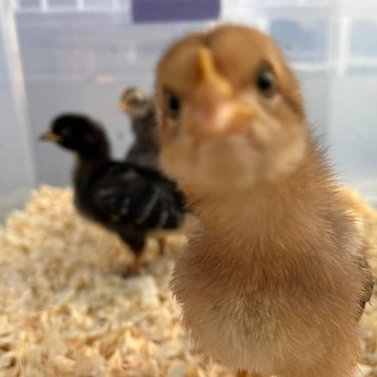 Hatch a Chick or Duck Program